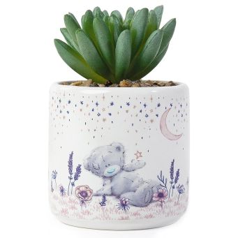Me to You Bear Succulent Plant